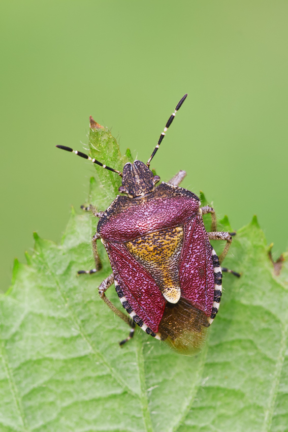 Sloe Bug - Dolycoris baccarum 2